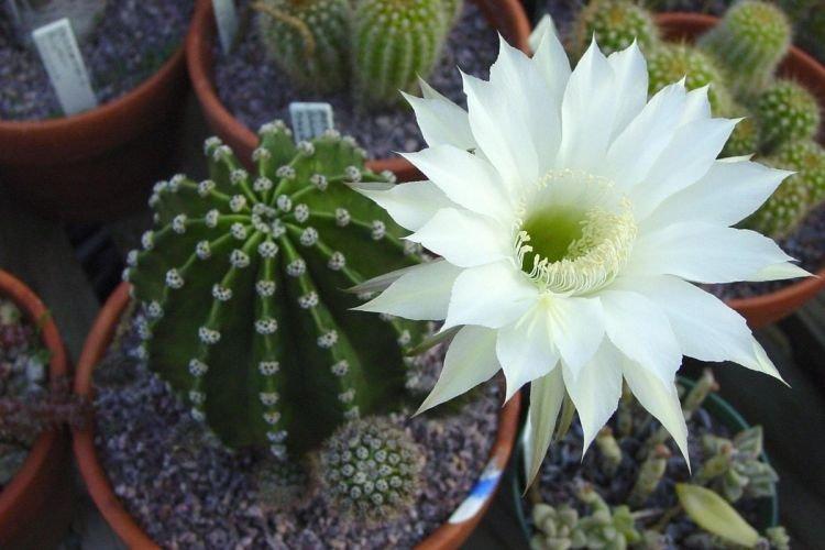 Echinopsis - Des fleurs d'intérieur qui devraient être dans chaque maison