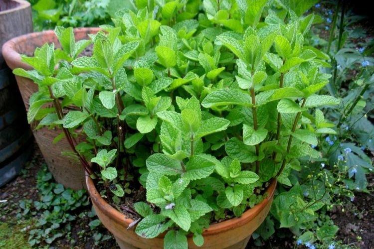 Menthe - Des fleurs d'intérieur qui devraient être dans chaque maison