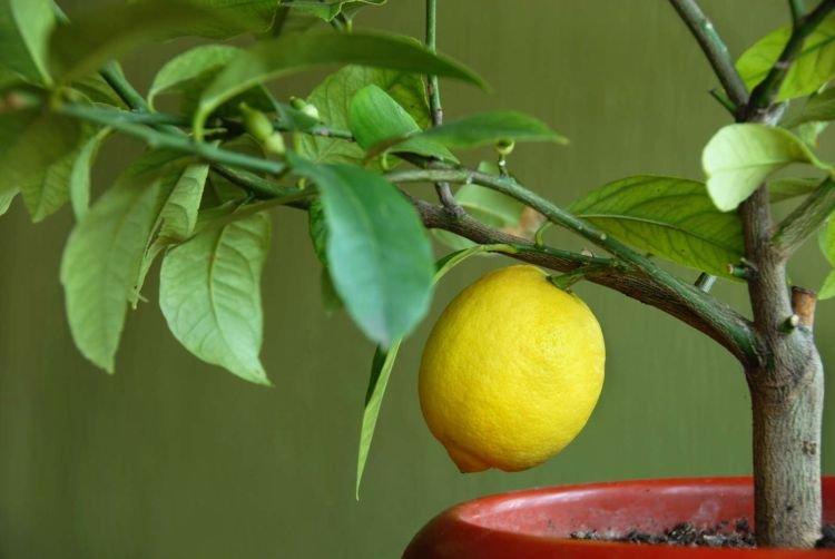 Citronnier - Des fleurs d'intérieur qui devraient être dans chaque maison