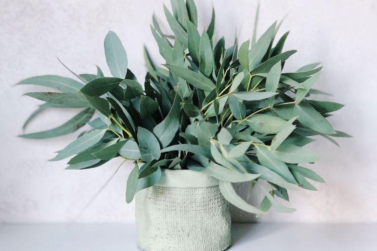 Eucalyptus - Des fleurs d'intérieur qui devraient être dans chaque maison