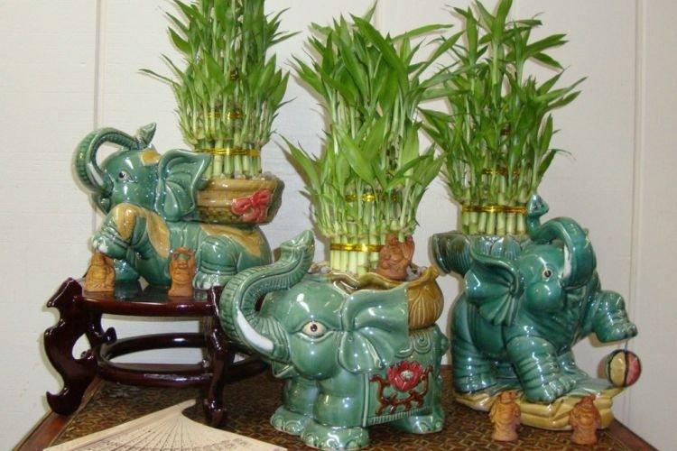 Bambou - Des fleurs d'intérieur qui devraient être dans chaque maison