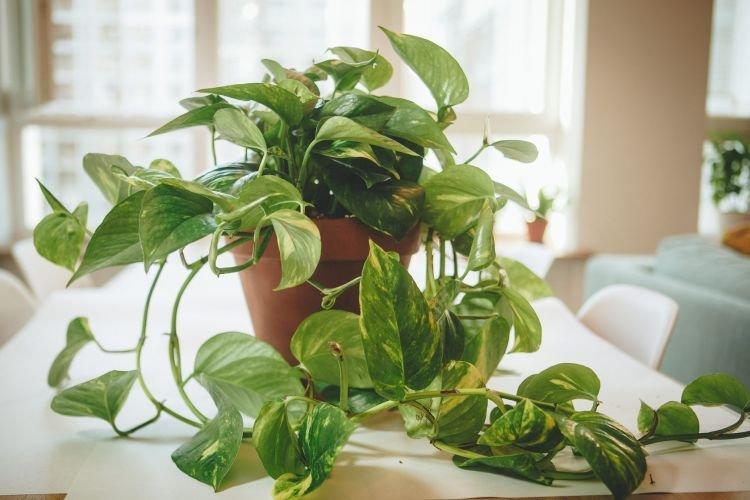Scindapsus - Des fleurs d'intérieur qui devraient être dans chaque maison