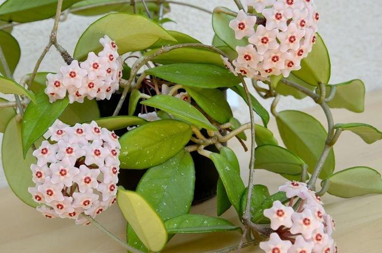 Wax ivy - Des fleurs d'intérieur qui devraient être dans chaque maison