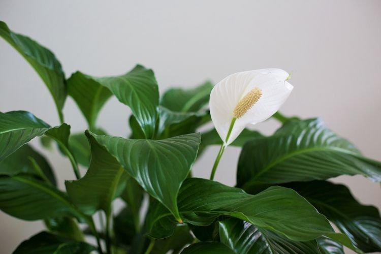 Spathiphyllum - Des fleurs d'intérieur qui devraient être dans chaque maison