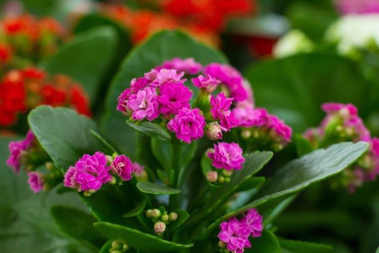 Kalanchoe - Des fleurs d'intérieur qui devraient être dans chaque maison