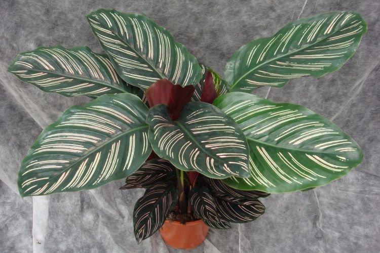 Calathea - Des fleurs d'intérieur qui devraient être dans chaque maison