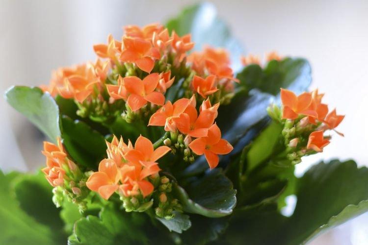 Kalanchoe - Plantes d'intérieur utiles