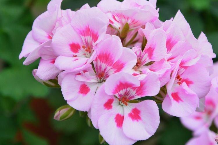 Géranium - Plantes d'intérieur utiles