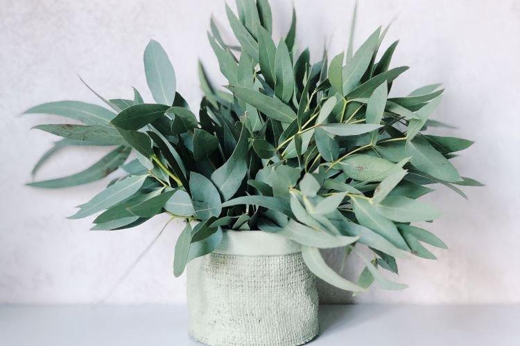 Eucalyptus - Plantes d'intérieur utiles