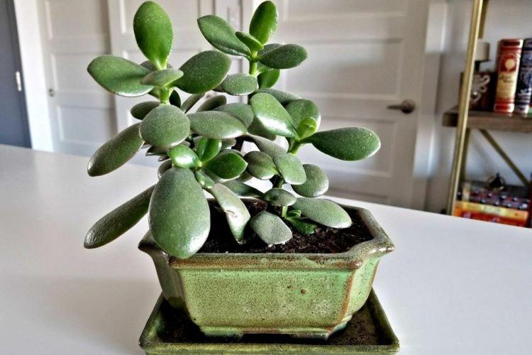 Grosse femme - Les plantes d'intérieur les plus sans prétention