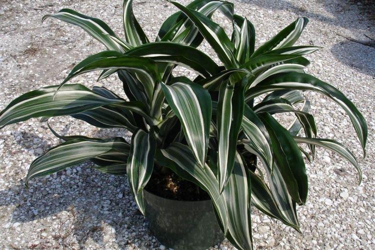Dracaena - Les plantes d'intérieur les plus sans prétention