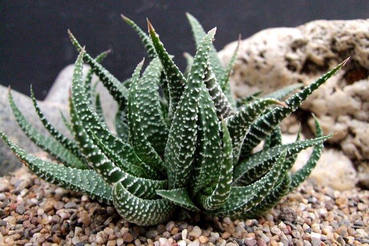 Haworthia - Les plantes d'intérieur les plus sobres