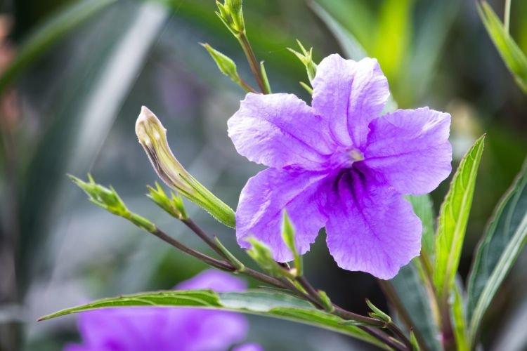Ruellia - Plantes d'intérieur qui fleurissent toute l'année