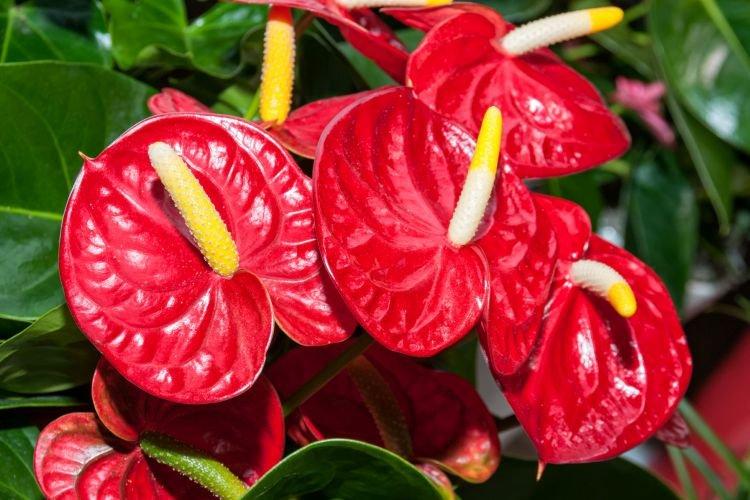 Anthurium - Plantes d'intérieur qui fleurissent toute l'année