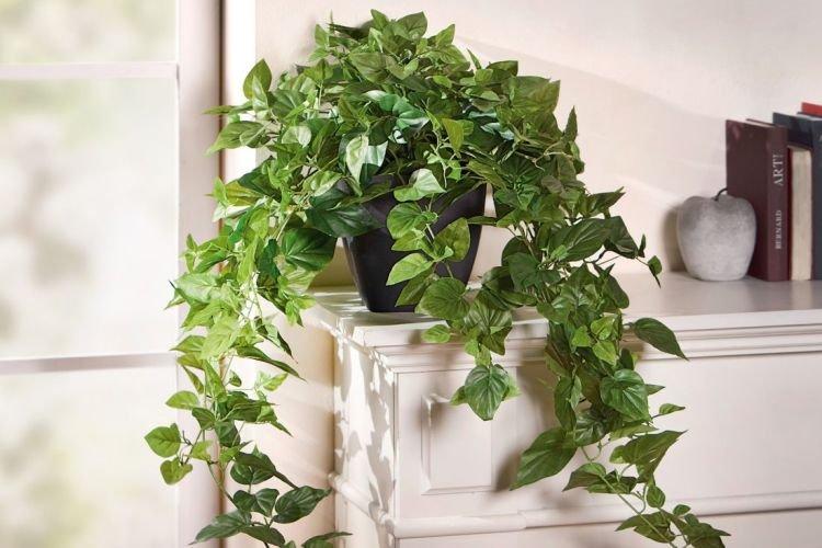 Lierre commun - Plantes d'intérieur grimpantes