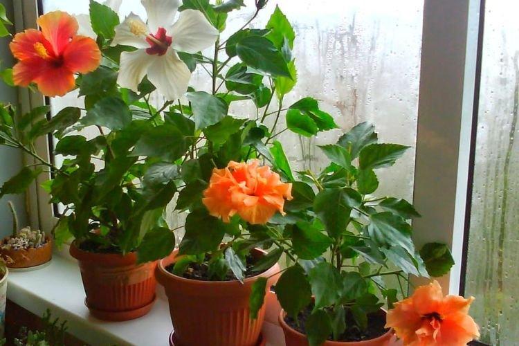 Hibiscus - Plantes d'intérieur pour enfants