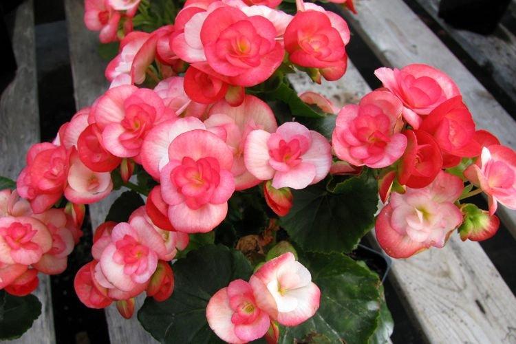 Bégonia - Plantes d'intérieur pour enfants