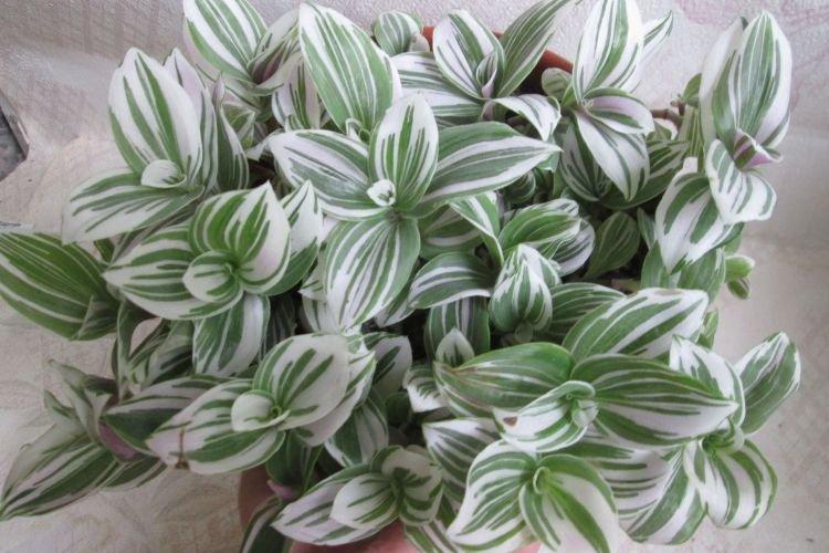 Tradescantia - Plantes d'intérieur pour enfants