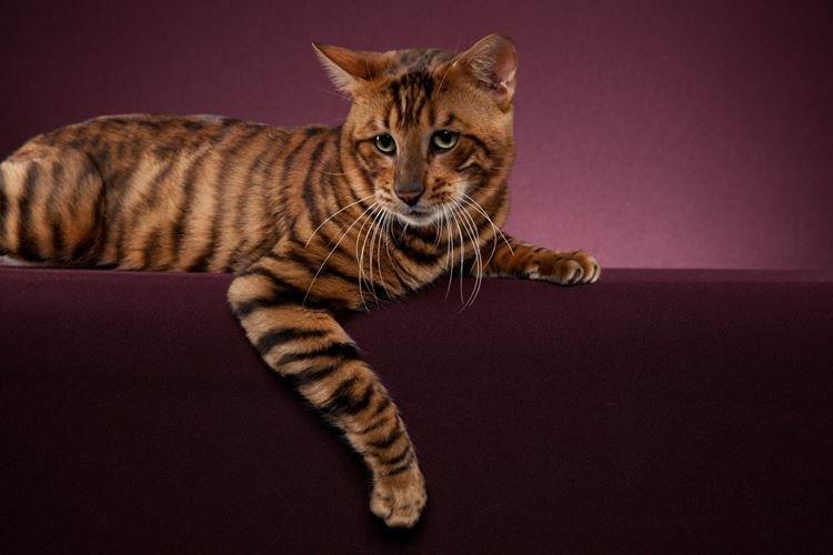 Toyger - Races de chats à poil court