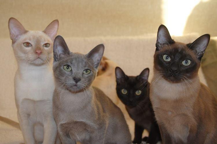 Tonkinésie - Races de chats à poil court