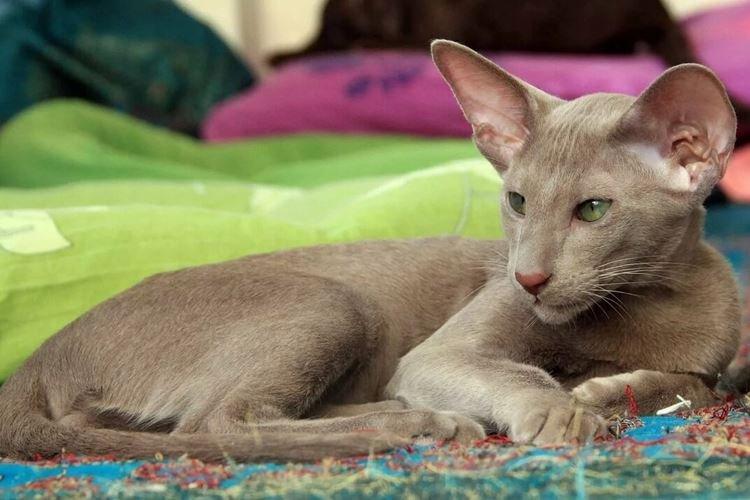 Oriental Shorthair - Races de chats à poil court