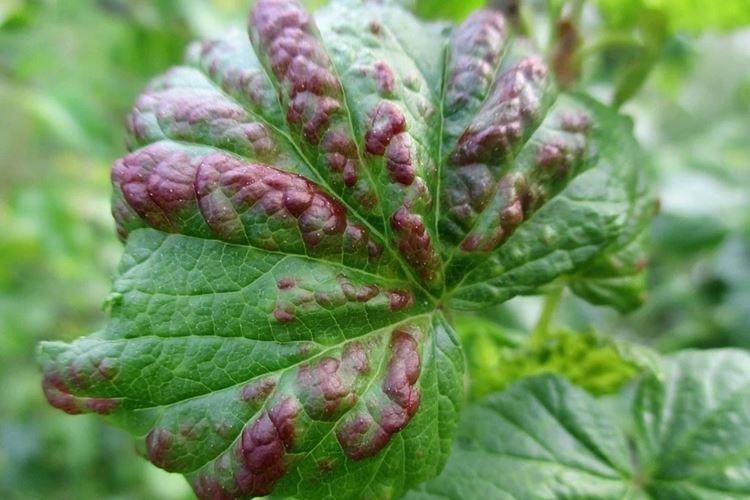 Comment traiter - Anthracnose de groseille