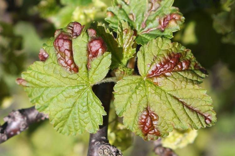 Puceron biliaire - Taches rouges sur les feuilles de cassis
