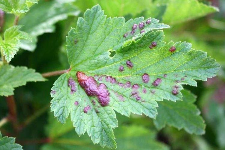 Comment traiter - Puceron gaulois sur les groseilles