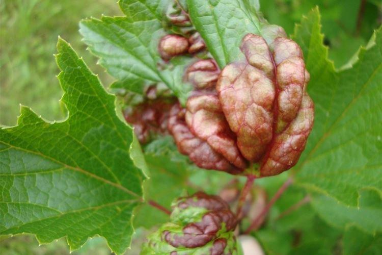 Traitement d'été - Taches rouges sur les feuilles de cassis