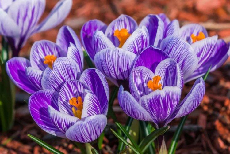 Adorable Crocus - Crocus Espèces