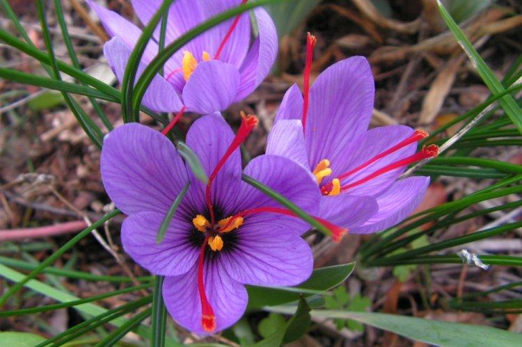 Semis de crocus - Espèces de crocus