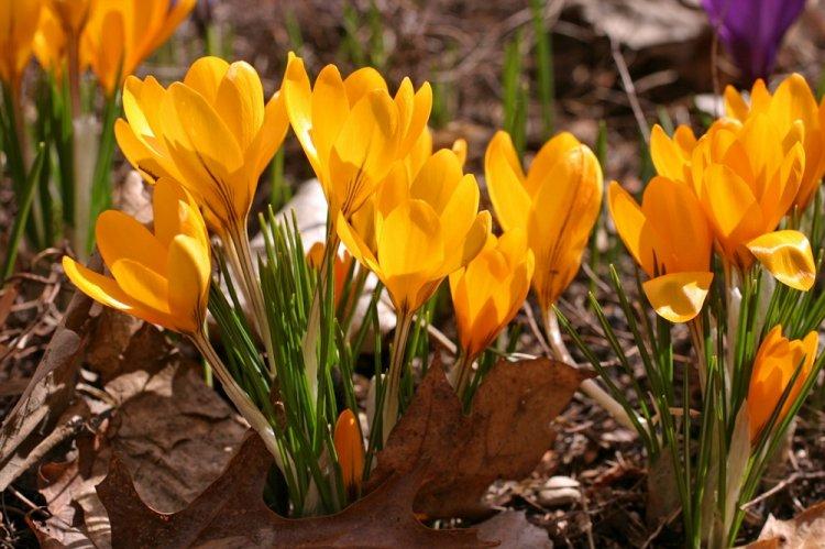 Crocus doré - Espèces de Crocus