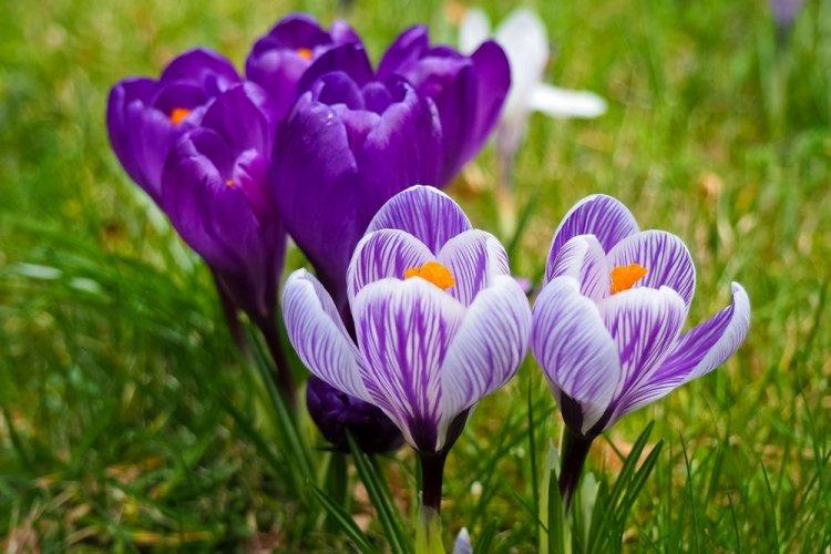 Crocus - photo