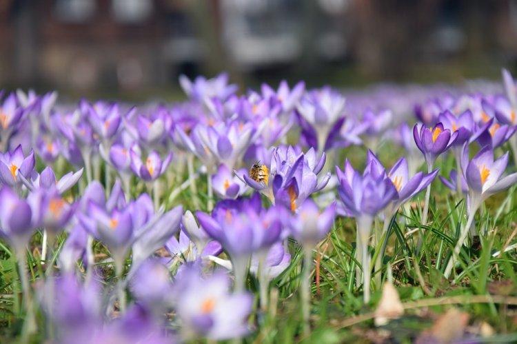 Crocus - photo