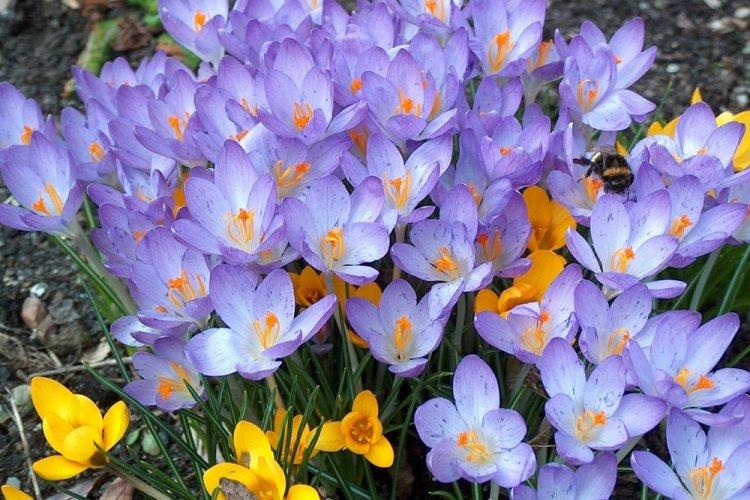 Crocus - photo