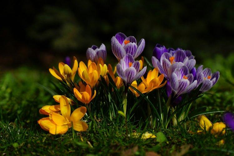 Crocus - photo