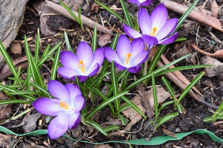 Crocus - photo