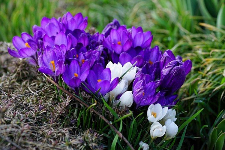 Crocus - photo