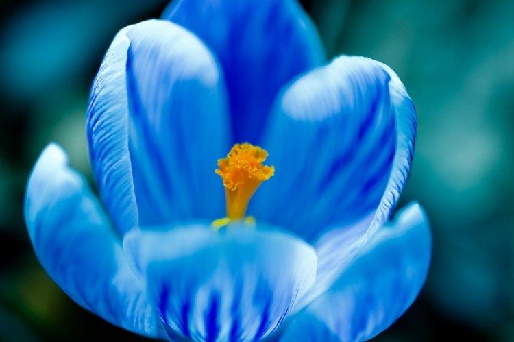 Crocus - photo