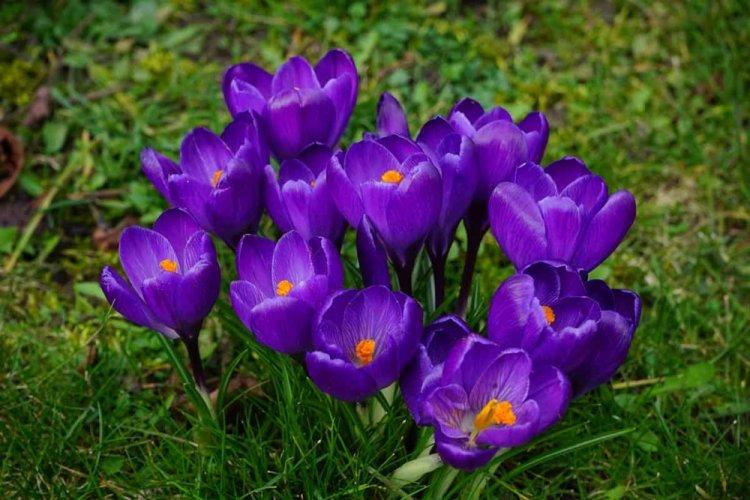 Crocus - photo