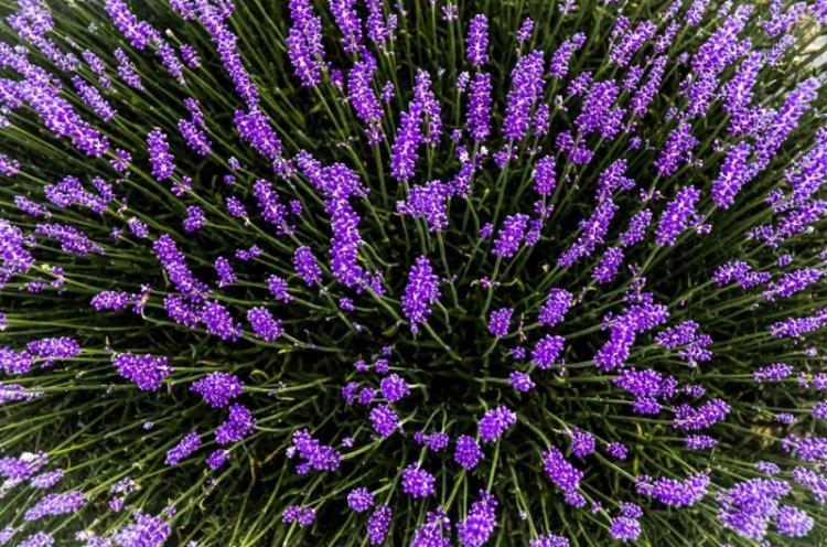 Informations générales - Lavande