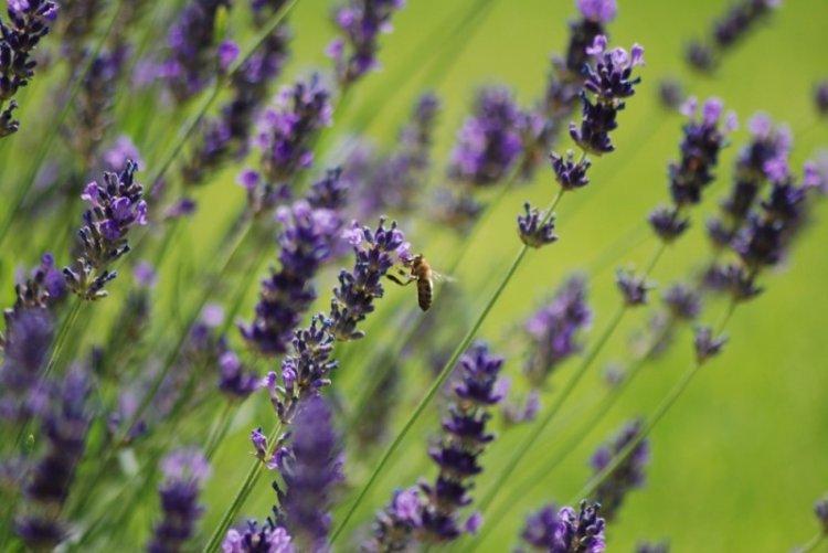 Informations générales - Lavande