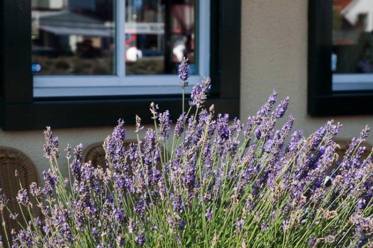 Température - Soin Lavande