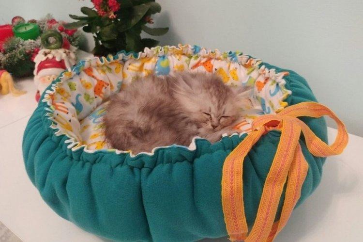 Lit pour chat à faire soi-même - photos et idées