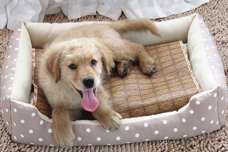 Lit pour chien à faire soi-même - photos et idées