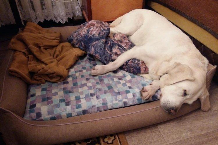 Lit pour chien à faire soi-même - photos et idées