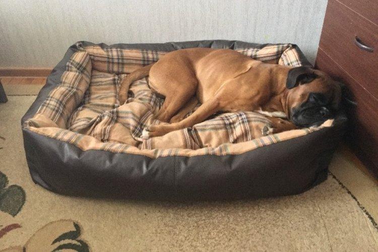 Lit pour chien à faire soi-même - photos et idées