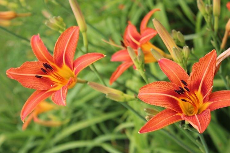 Hémérocalle orange