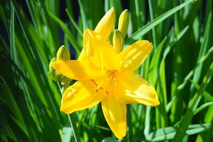 Hémérocalle jaune citron