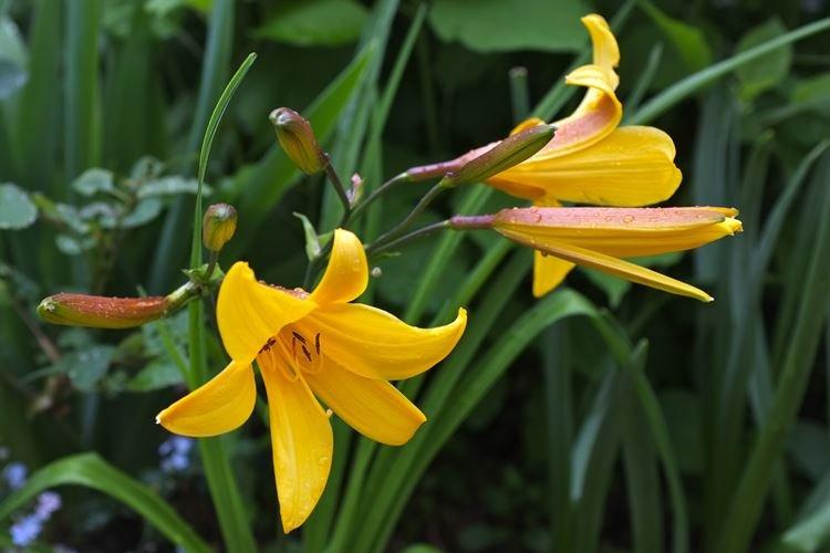 Hémérocalle Dumortier